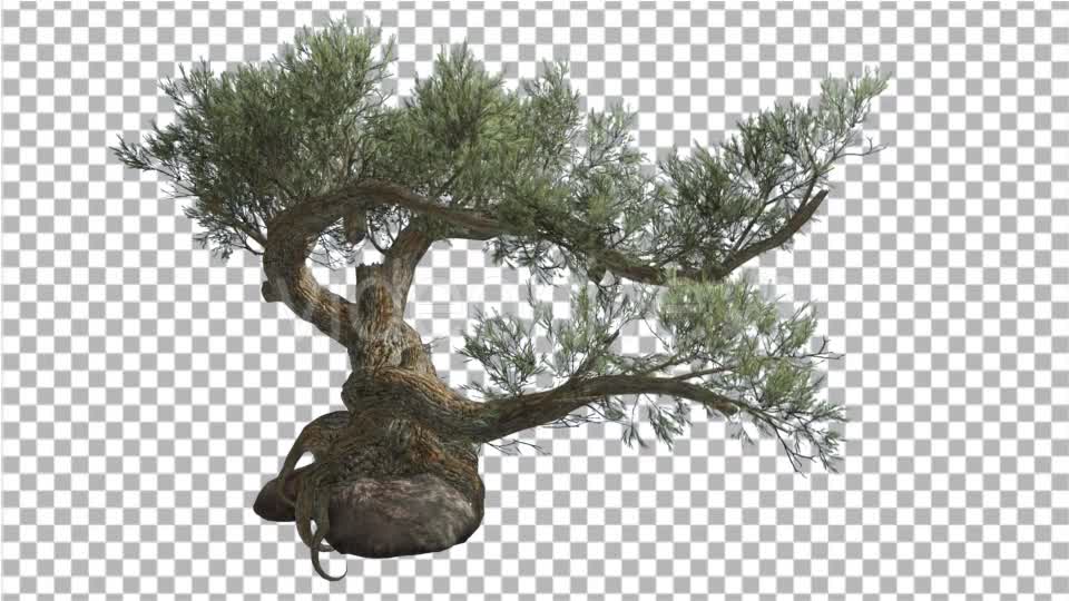 Jeffrey Pine Pinus Jeffreyi on a Stone Coniferous Videohive 15179149 Motion Graphics Image 7