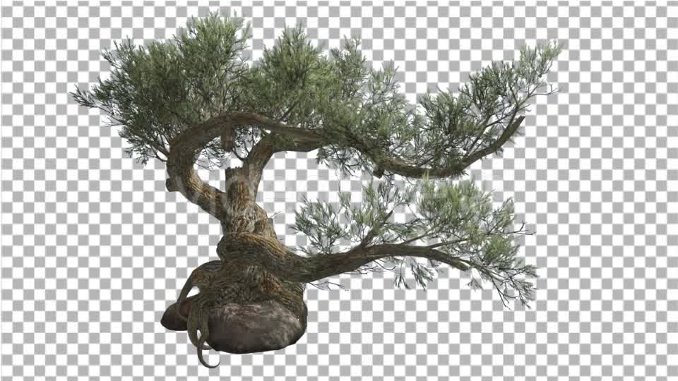 Jeffrey Pine Pinus Jeffreyi on a Stone Coniferous Videohive 15179149 Motion Graphics Image 8