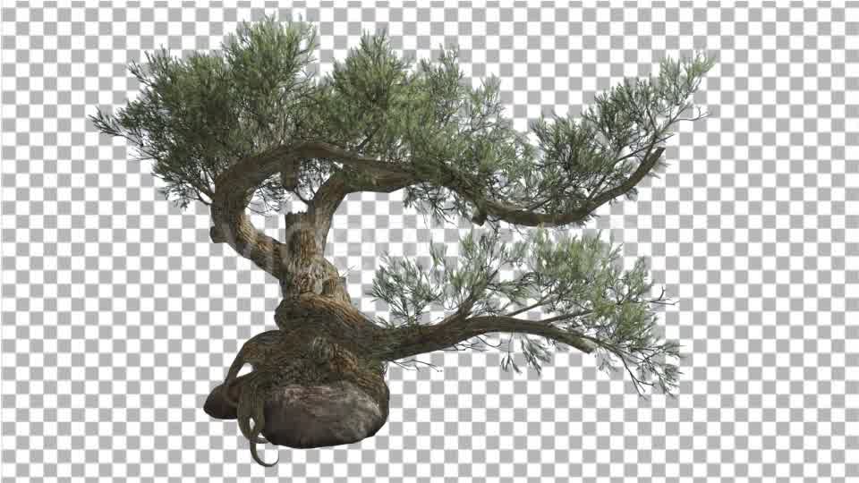Jeffrey Pine Pinus Jeffreyi on a Stone Coniferous Videohive 15179149 Motion Graphics Image 9
