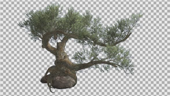 Jeffrey Pine Pinus Jeffreyi on a Stone Coniferous - 15179149 Videohive Download