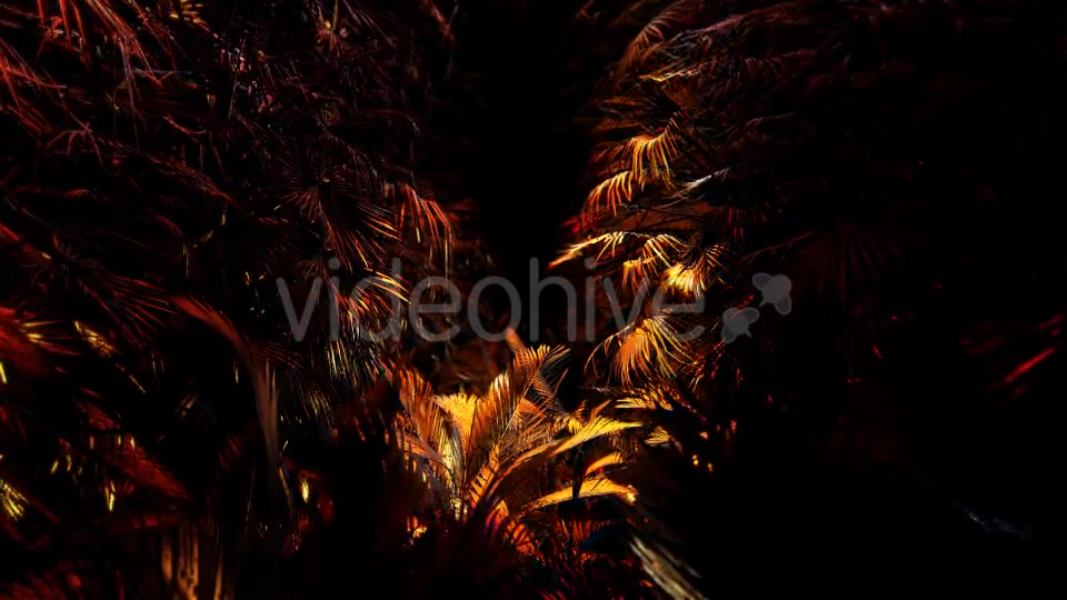 Jungle Palms 03 4K Videohive 20468218 Motion Graphics Image 6