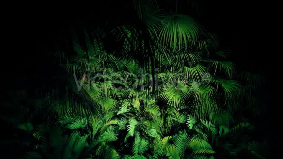 Jungle Palms 06 4K Videohive 20445688 Motion Graphics Image 1