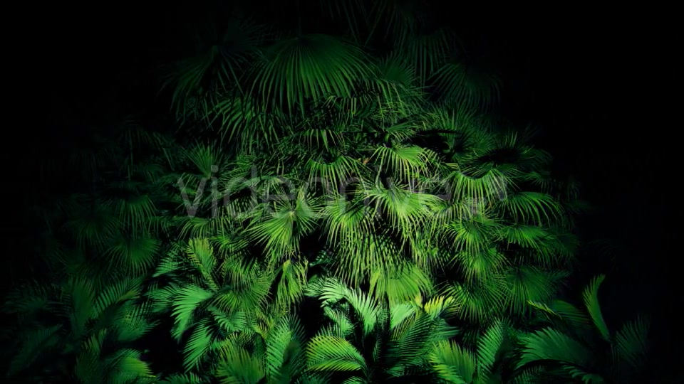 Jungle Palms 06 4K Videohive 20445688 Motion Graphics Image 10