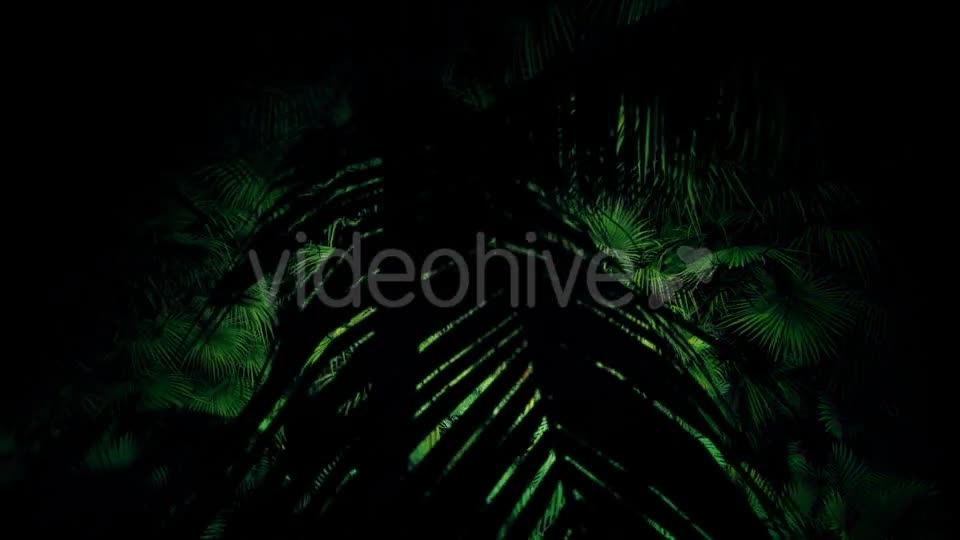 Jungle Palms 06 4K Videohive 20445688 Motion Graphics Image 2