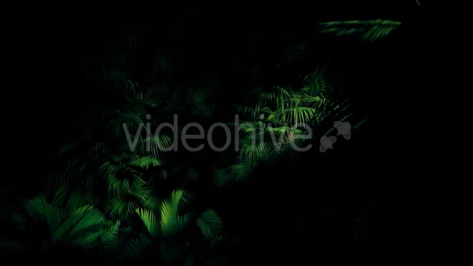 Jungle Palms 06 4K Videohive 20445688 Motion Graphics Image 3