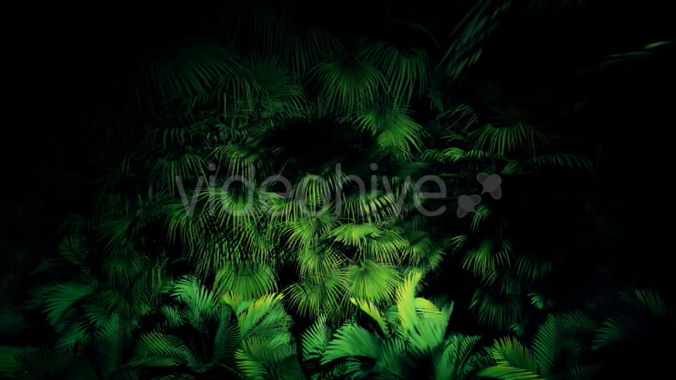 Jungle Palms 06 4K Videohive 20445688 Motion Graphics Image 4