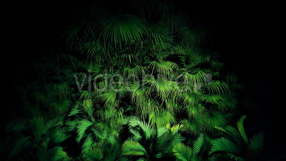 Jungle Palms 06 4K Videohive 20445688 Motion Graphics Image 5