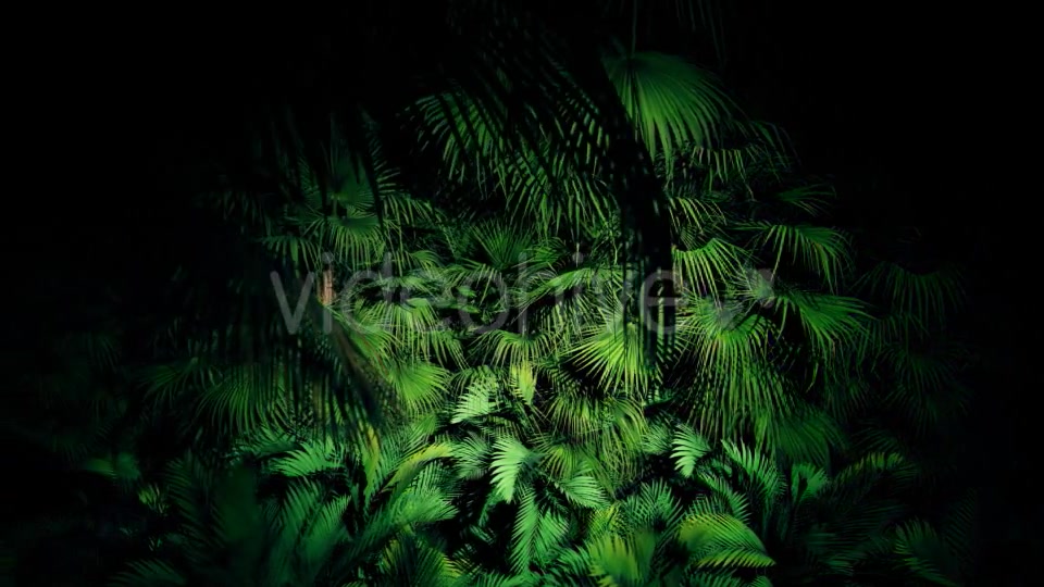 Jungle Palms 06 4K Videohive 20445688 Motion Graphics Image 6