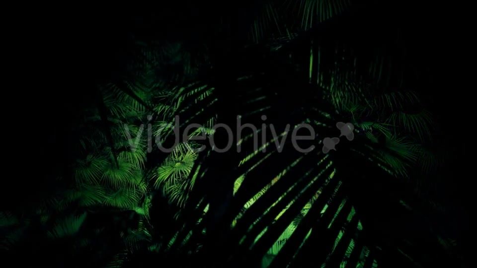 Jungle Palms 06 4K Videohive 20445688 Motion Graphics Image 7