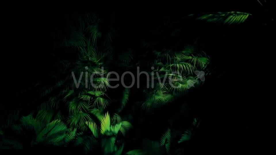 Jungle Palms 06 4K Videohive 20445688 Motion Graphics Image 8