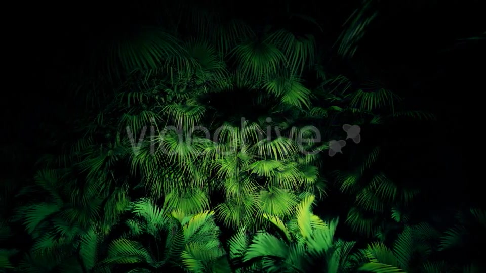 Jungle Palms 06 4K Videohive 20445688 Motion Graphics Image 9