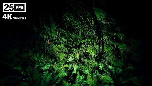 Jungle Palms 06 4K - 20445688 Download Videohive