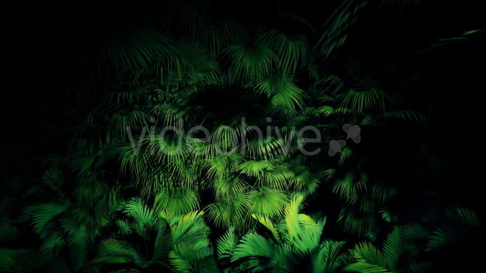 Jungle Palms 06 HD Videohive 20446686 Motion Graphics Image 4