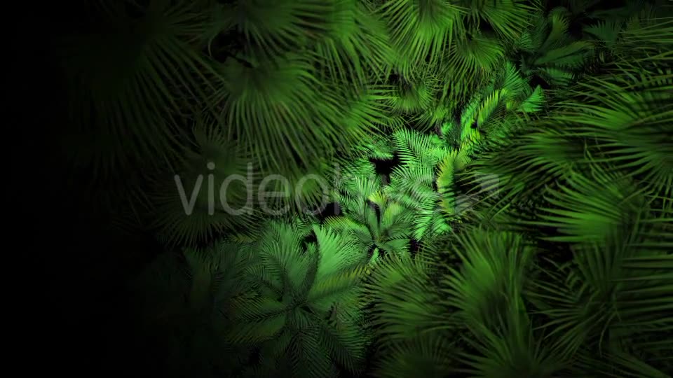 Jungle Palms 07 4K Videohive 20541678 Motion Graphics Image 8