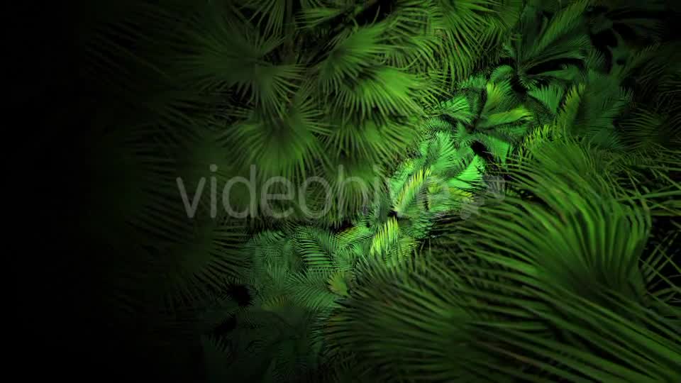 Jungle Palms 07 4K Videohive 20541678 Motion Graphics Image 9