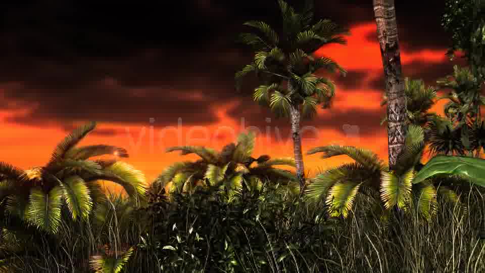 Jungle Sunset Videohive 11017662 Motion Graphics Image 11