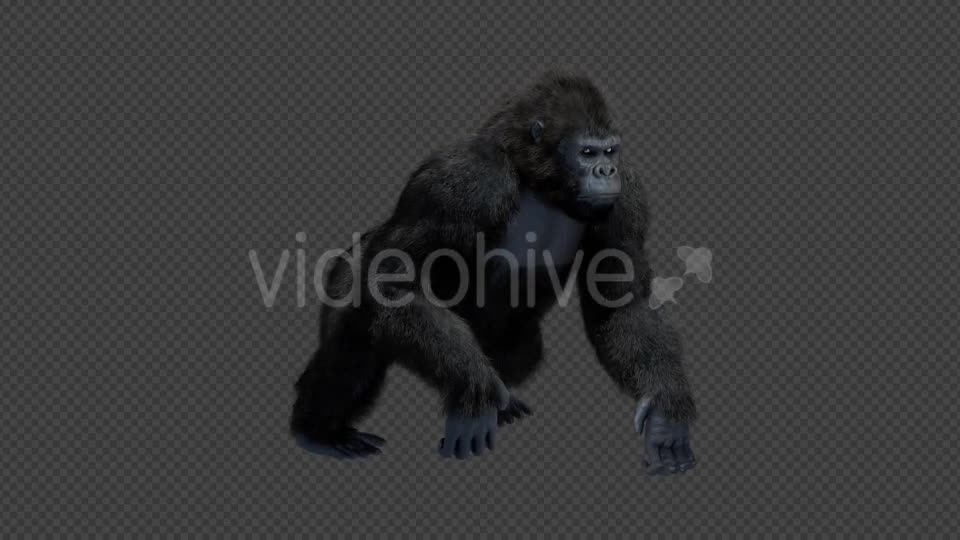 King Kong Walk And Howl Videohive 20785398 Motion Graphics Image 1