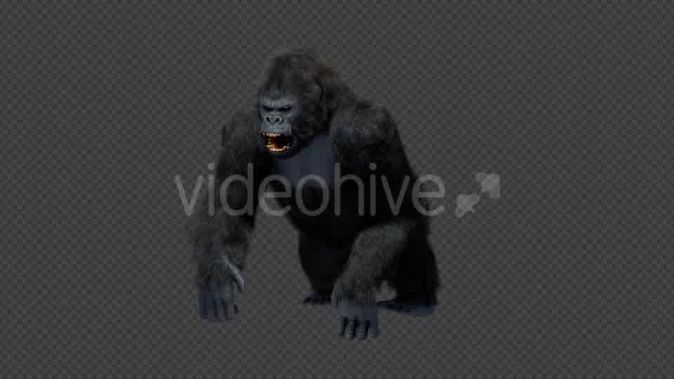 King Kong Walk And Howl Videohive 20785398 Motion Graphics Image 10