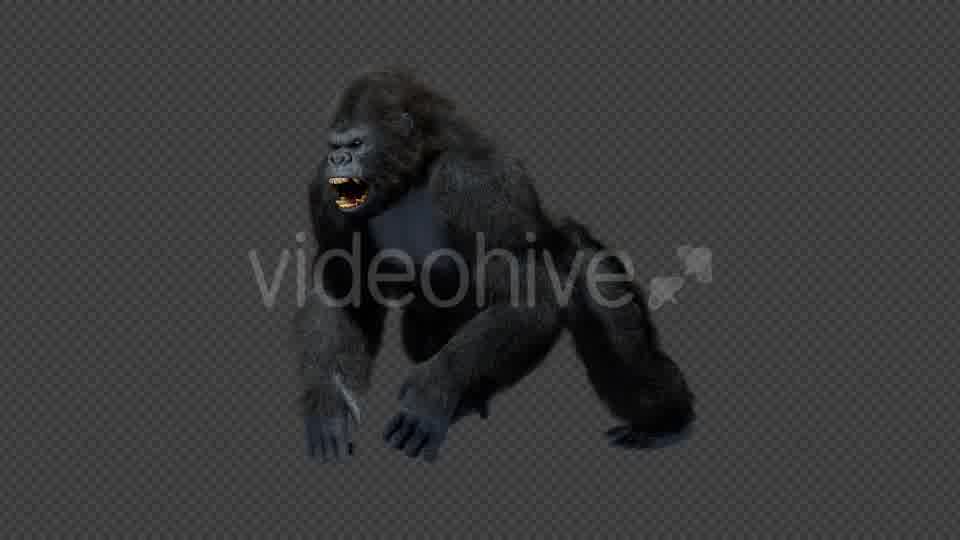 King Kong Walk And Howl Videohive 20785398 Motion Graphics Image 11