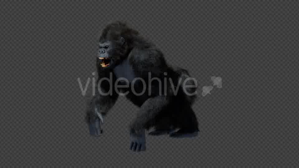 King Kong Walk And Howl Videohive 20785398 Motion Graphics Image 12