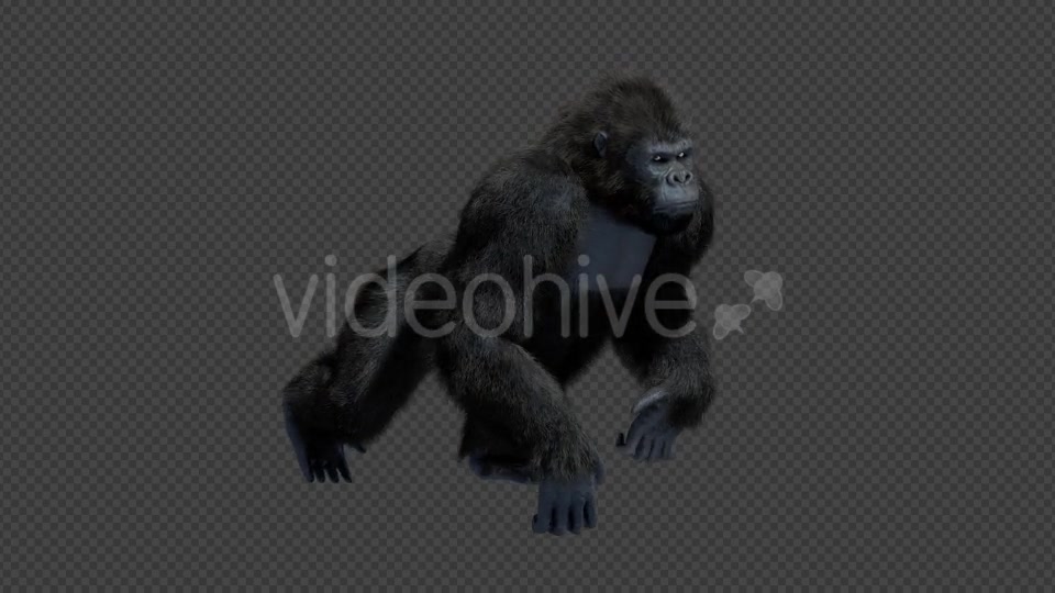 King Kong Walk And Howl Videohive 20785398 Motion Graphics Image 2