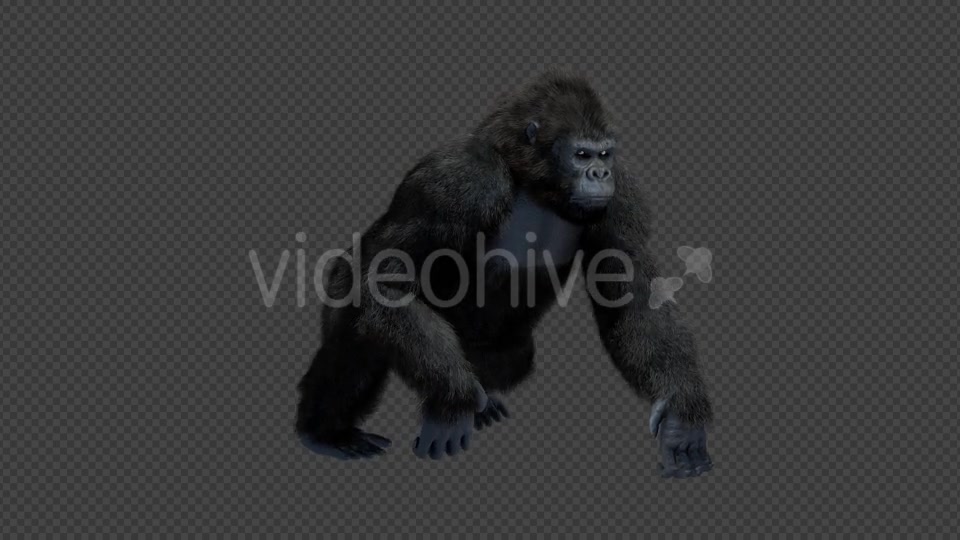 King Kong Walk And Howl Videohive 20785398 Motion Graphics Image 3