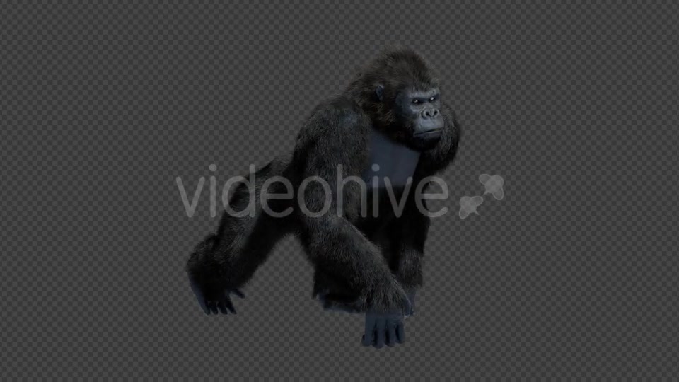 King Kong Walk And Howl Videohive 20785398 Motion Graphics Image 4