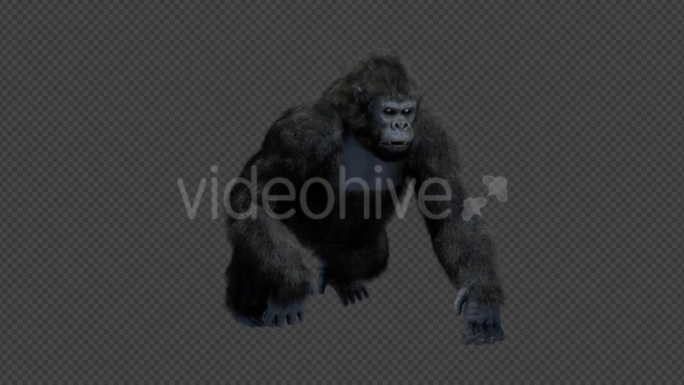 King Kong Walk And Howl Videohive 20785398 Motion Graphics Image 5