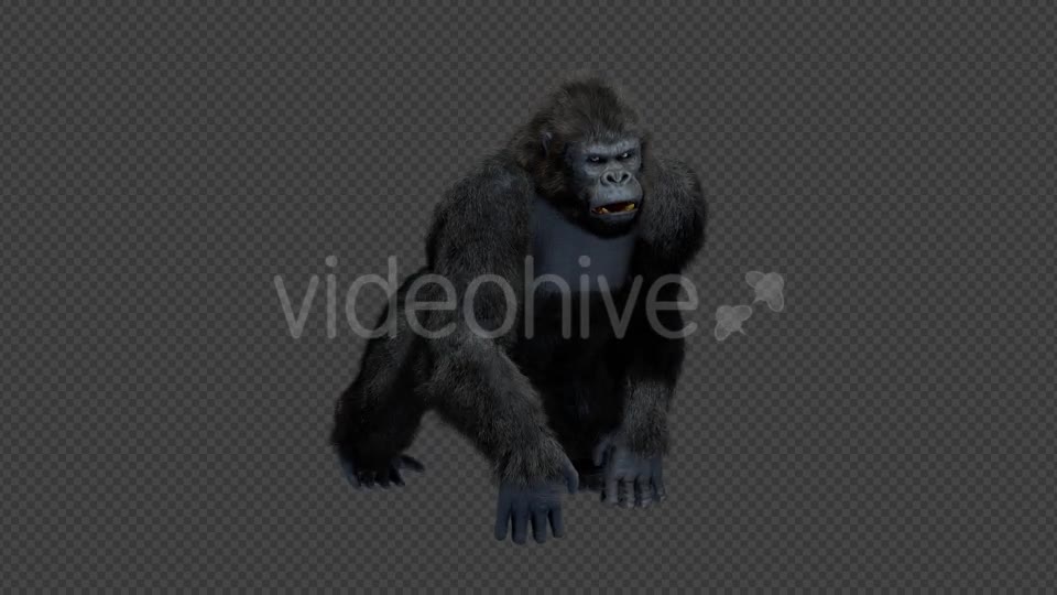King Kong Walk And Howl Videohive 20785398 Motion Graphics Image 6