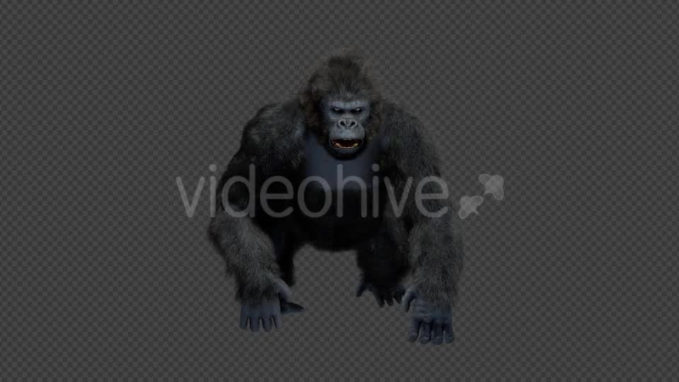 King Kong Walk And Howl Videohive 20785398 Motion Graphics Image 7