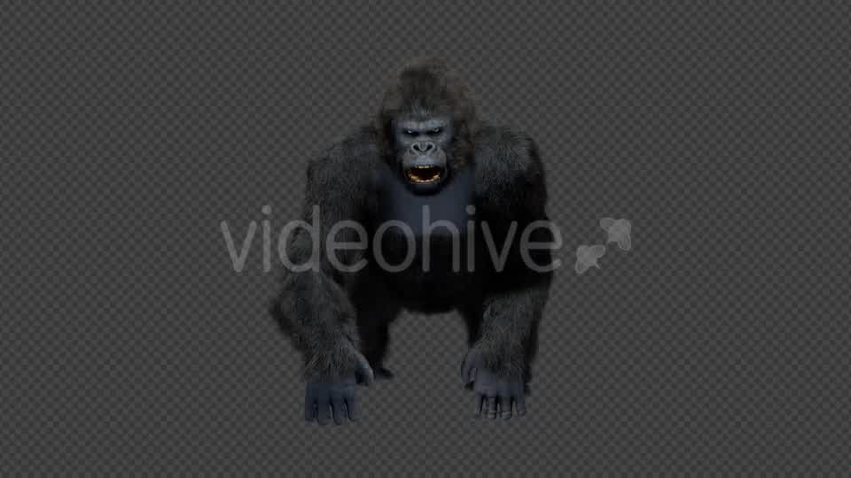 King Kong Walk And Howl Videohive 20785398 Motion Graphics Image 8