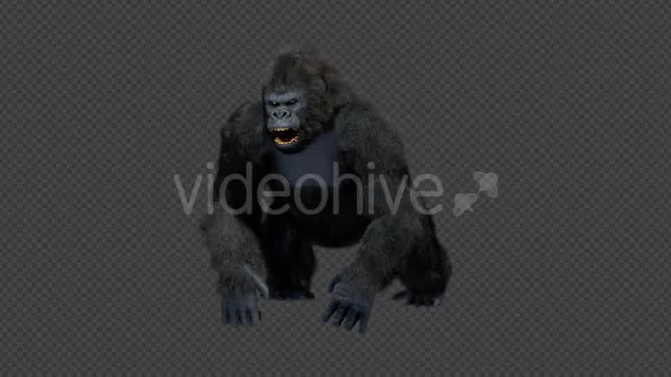 King Kong Walk And Howl Videohive 20785398 Motion Graphics Image 9