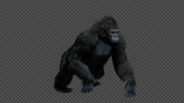 King Kong Walk And Howl - 20785398 Videohive Download