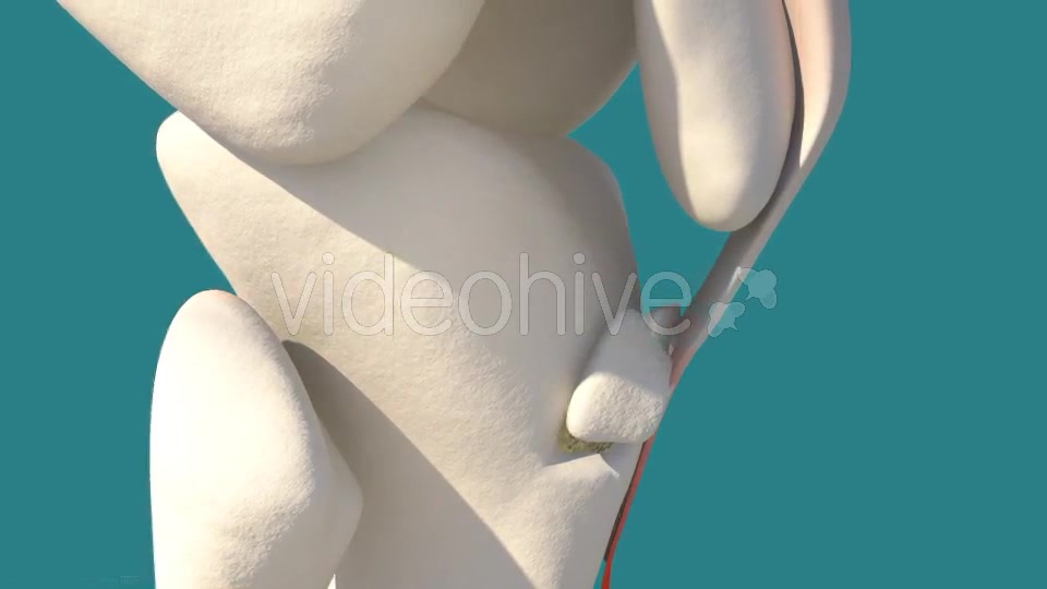 Knee Injury Videohive 14399323 Motion Graphics Image 8