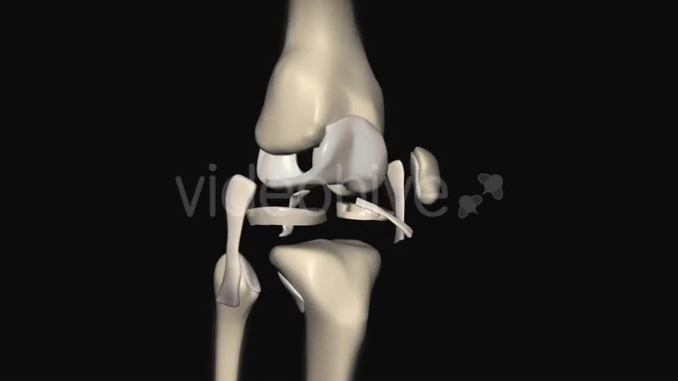 Knee Joint Anatomy Videohive 20605801 Motion Graphics Image 1