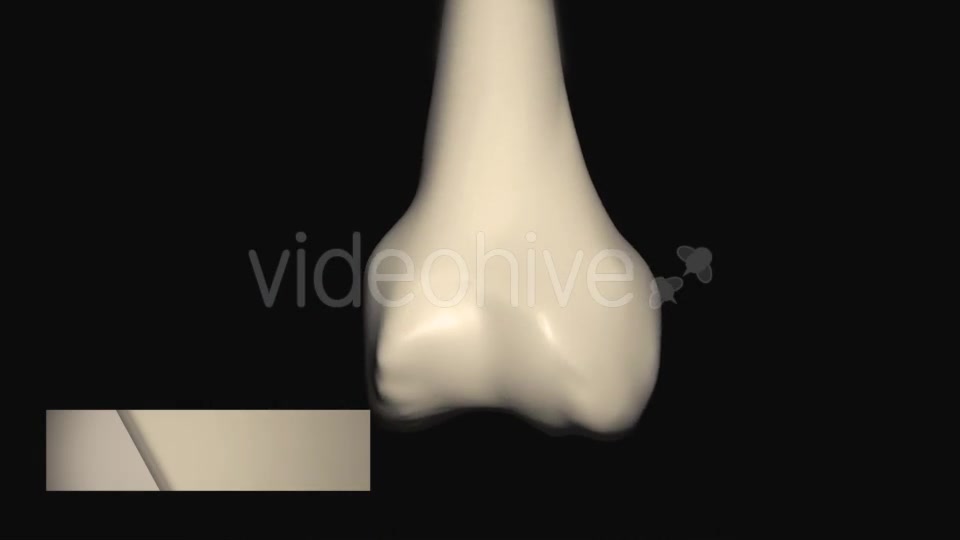 Knee Joint Anatomy Videohive 20605801 Motion Graphics Image 10