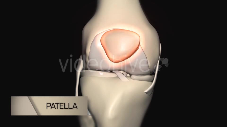 Knee Joint Anatomy Videohive 20605801 Motion Graphics Image 11