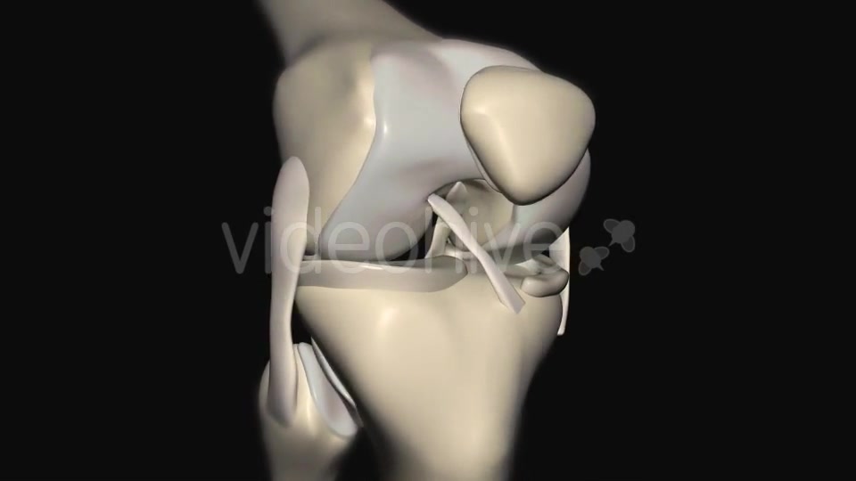 Knee Joint Anatomy Videohive 20605801 Motion Graphics Image 12