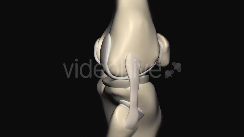 Knee Joint Anatomy Videohive 20605801 Motion Graphics Image 13