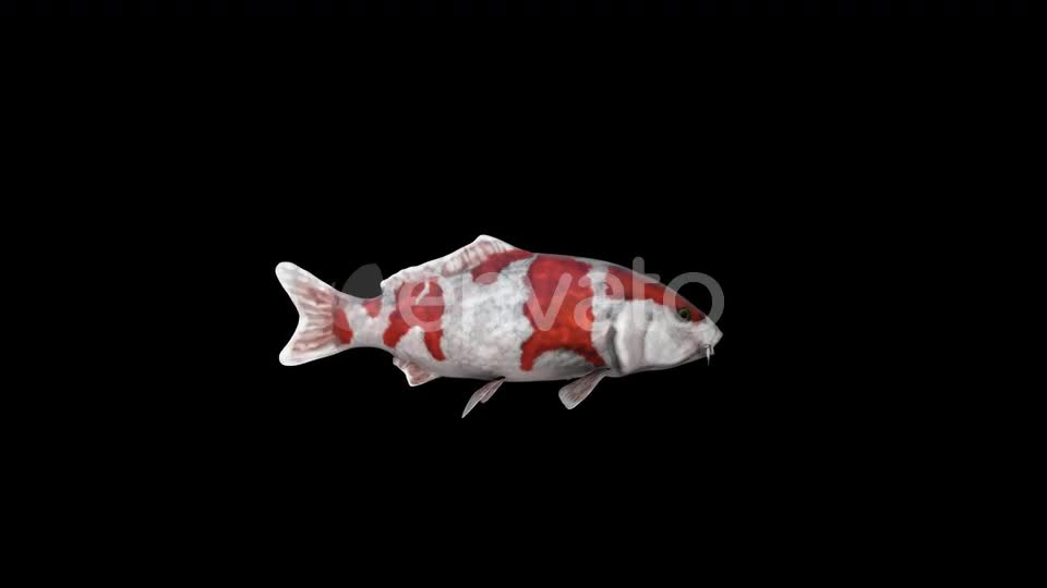 Koi Fish Swim Videohive 23045074 Motion Graphics Image 1