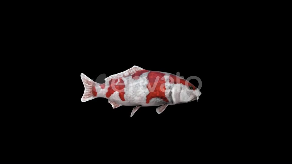 Koi Fish Swim Videohive 23045074 Motion Graphics Image 4