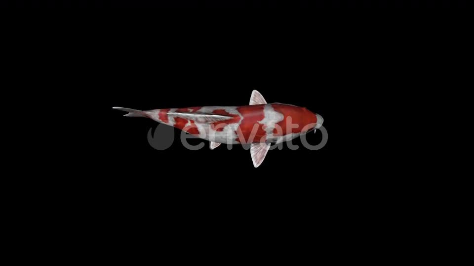 Koi Fish Top View Swim Videohive 23045079 Motion Graphics Image 1