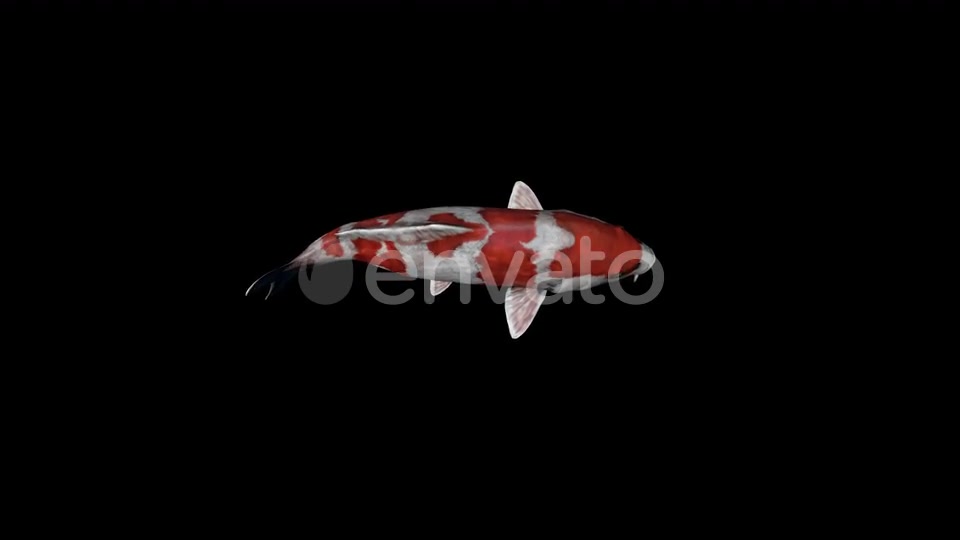 Koi Fish Top View Swim Videohive 23045079 Motion Graphics Image 2