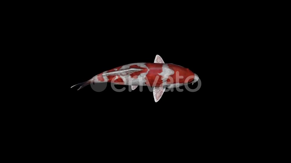 Koi Fish Top View Swim Videohive 23045079 Motion Graphics Image 3