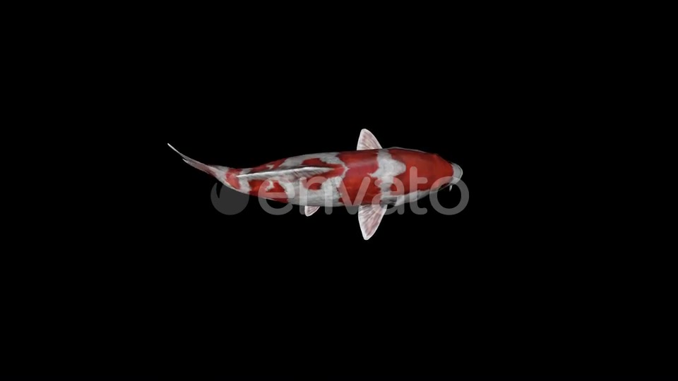 Koi Fish Top View Swim Videohive 23045079 Motion Graphics Image 4