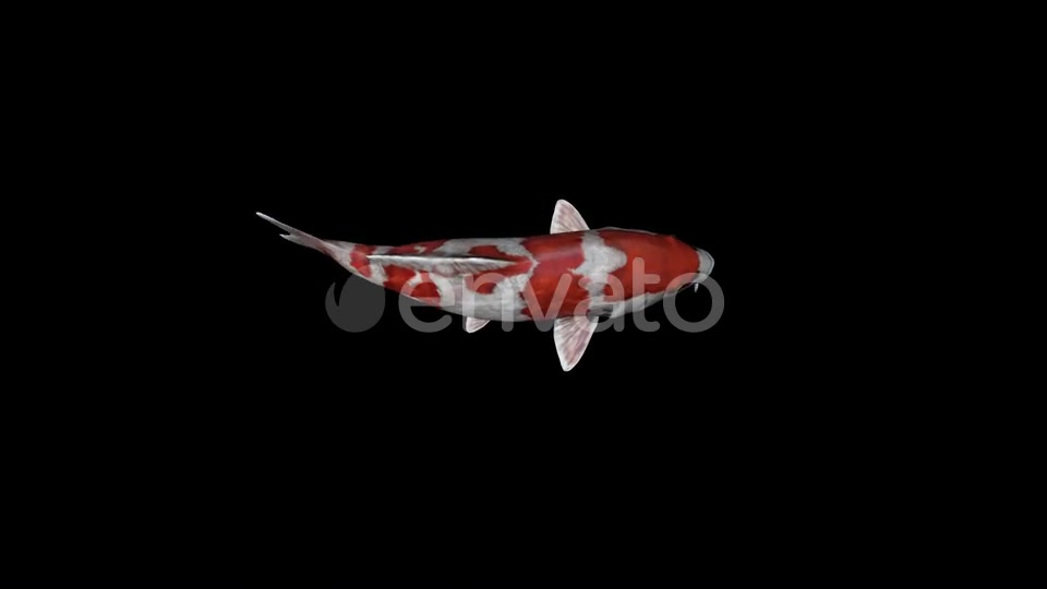Koi Fish Top View Swim Videohive 23045079 Motion Graphics Image 5