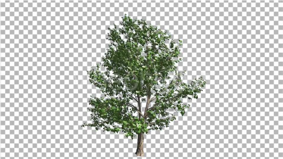 Korean Stewartia Thin Tree is Swaying at the Wind Videohive 13373452 Motion Graphics Image 1