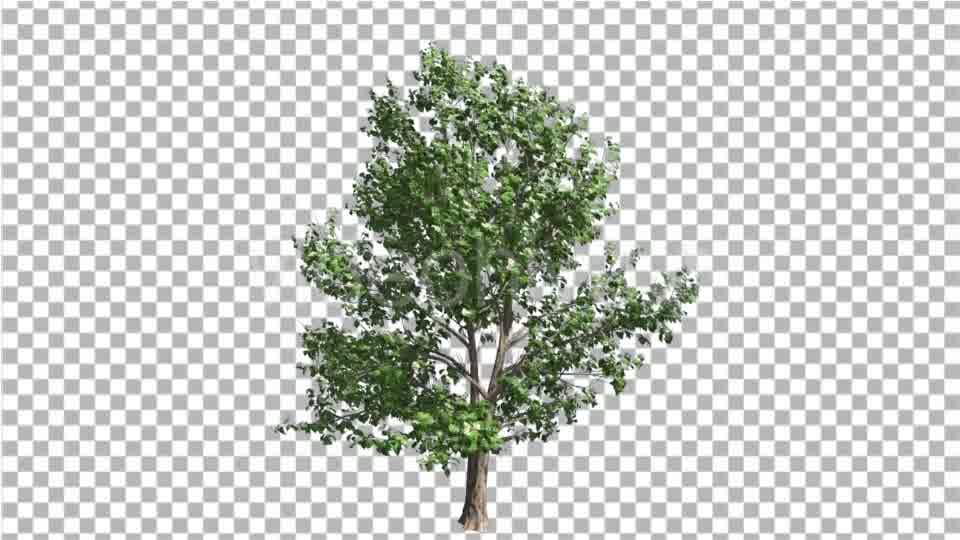 Korean Stewartia Thin Tree is Swaying at the Wind Videohive 13373452 Motion Graphics Image 10