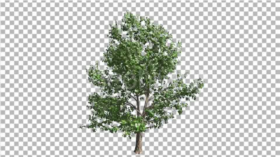 Korean Stewartia Thin Tree is Swaying at the Wind Videohive 13373452 Motion Graphics Image 11