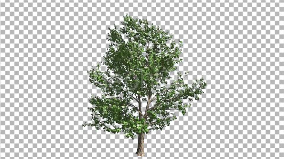 Korean Stewartia Thin Tree is Swaying at the Wind Videohive 13373452 Motion Graphics Image 2